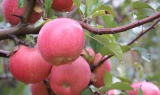 新疆阿克苏苹果