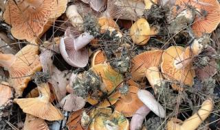 村民捡到巨型野生菌 村民捡到巨型野生菌