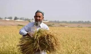 沙漠种植水稻成功 沙漠种植水稻成功