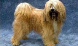 世界上最贵的狗排名 世界上最贵的狗排名